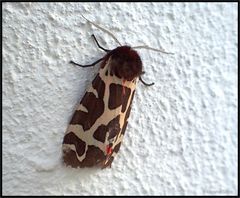 Da klebt ein Bär an der Rathaus-Wand...