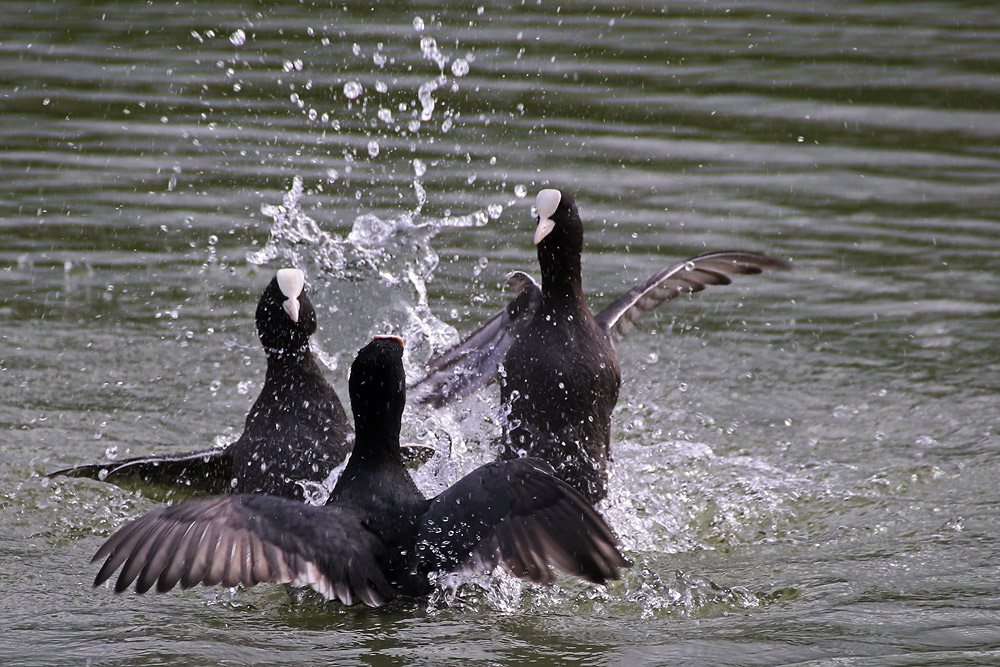 da kocht das Wasser !!!