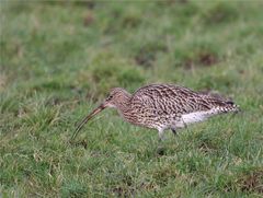 Da könnte jede Amsel neidisch werden..