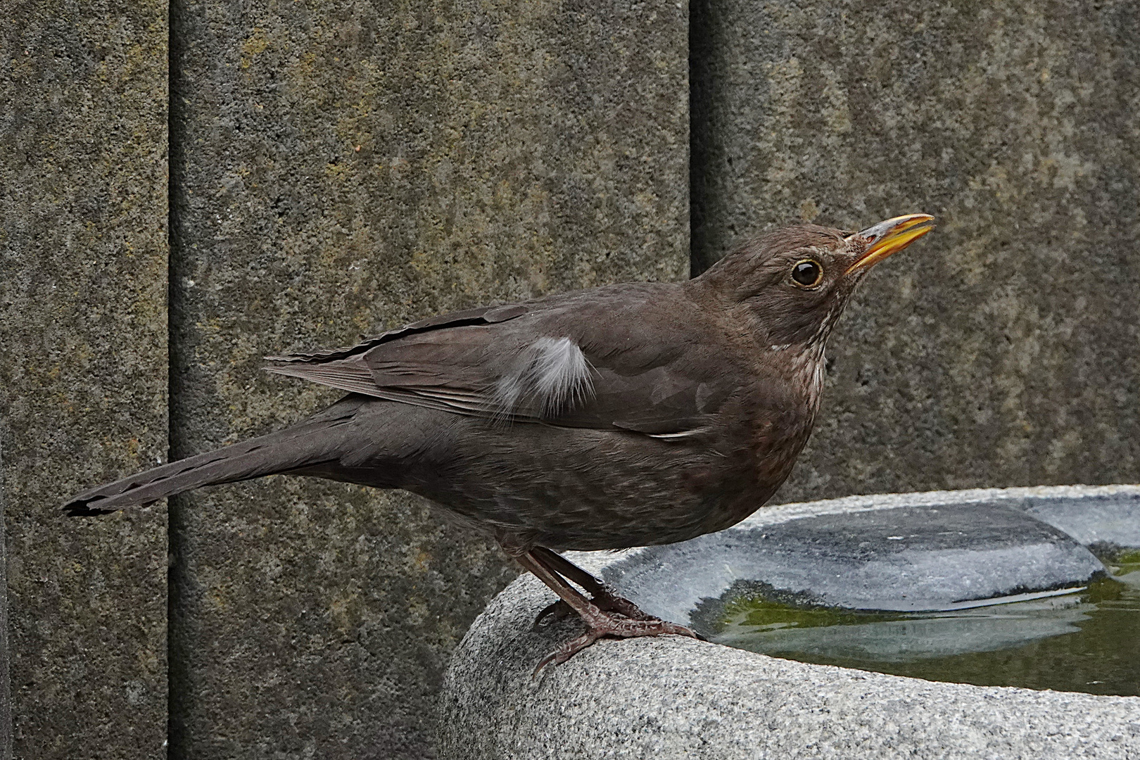 da könnte mal jemand etwas Wasser auffüllen