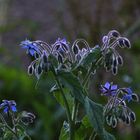 da kommen noch viele Blüten