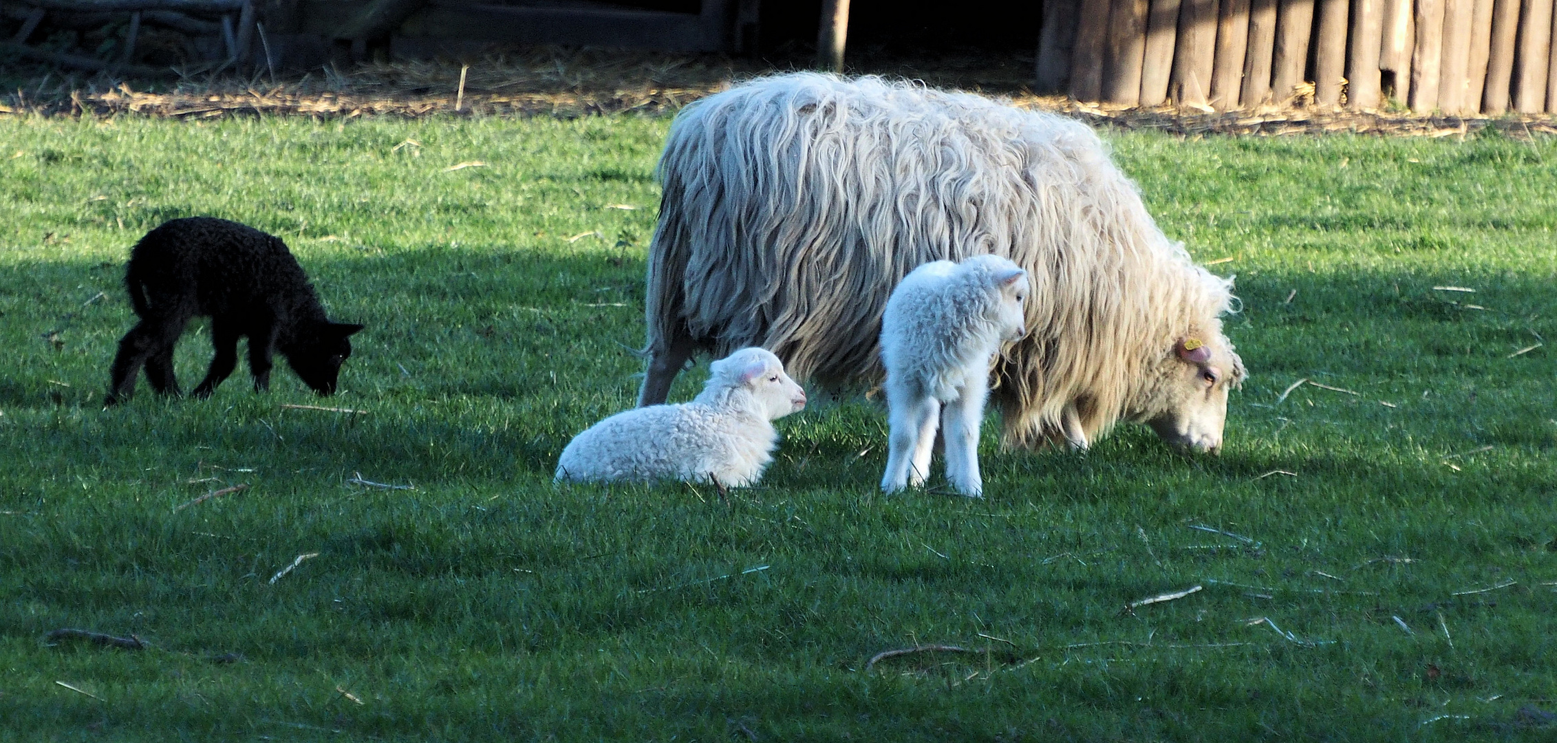 Da kommt das schwarze Schaf der Familie Foto & Bild fotos, natur, tiere Bilder auf