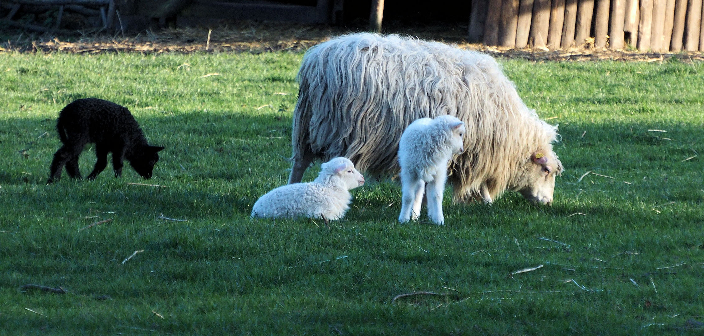 Da kommt das schwarze Schaf der Familie 