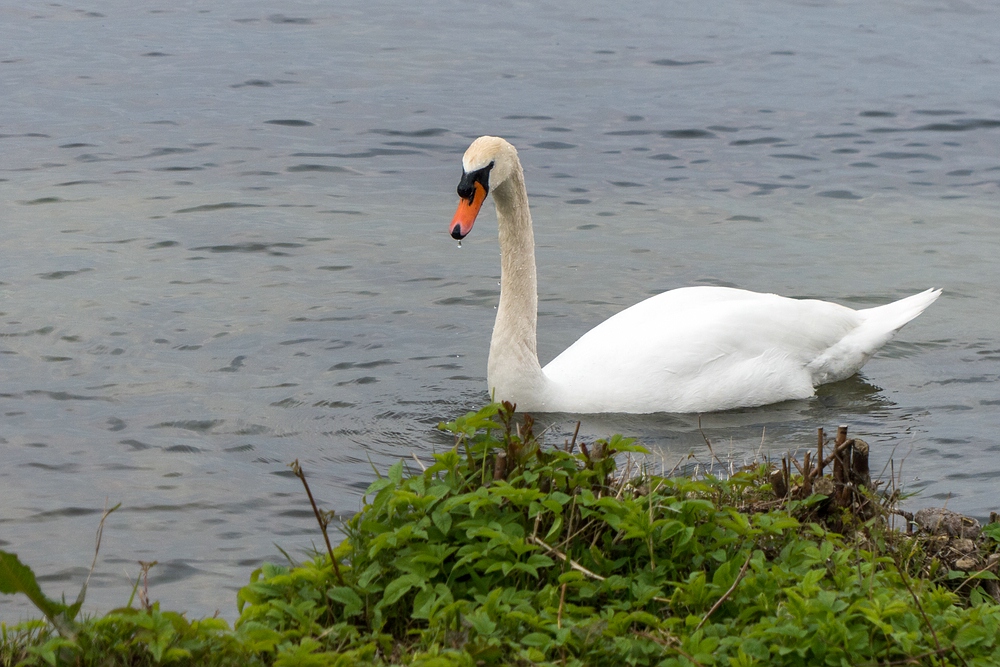 Da kommt der Schwan