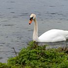 Da kommt der Schwan