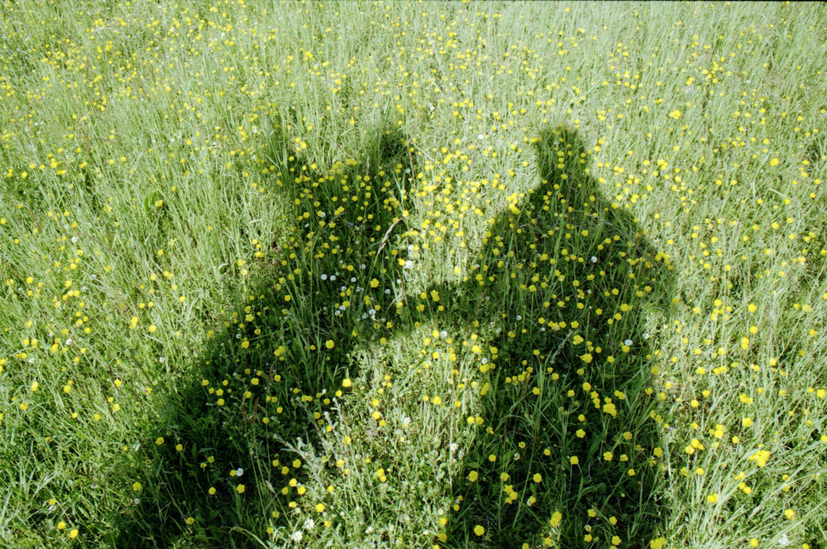 Da kommt der Sommer