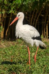 Da kommt der Storch