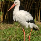 Da kommt der Storch