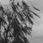 Da kommt der Wind aus dem Westen und schüttelt den Baum geschwind und weht herab von den Ästen......