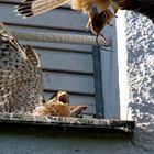 Da kommt die Maus... Fütterung bei den Turmfalken (Falco tinnunculus