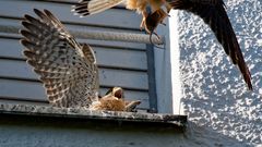 Da kommt die Maus... Fütterung bei den Turmfalken (Falco tinnunculus