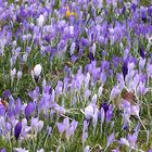 Da kommt jetzt Farbe in die Landschaft