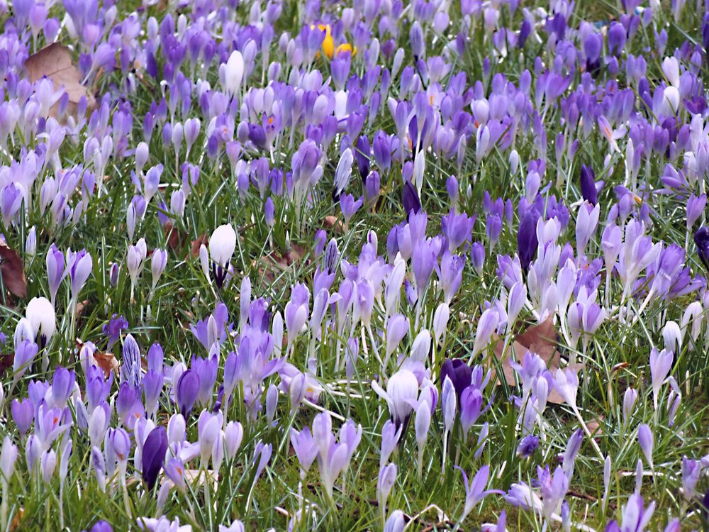 Da kommt jetzt Farbe in die Landschaft