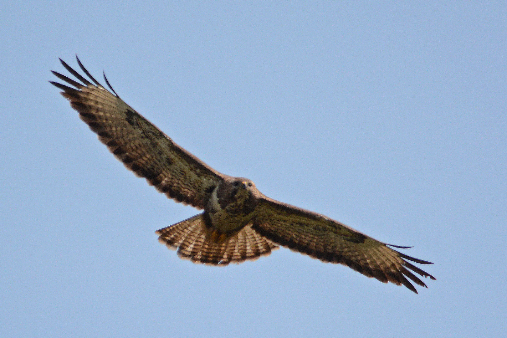  Da kommt was auf mich zu (Bussard)