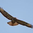  Da kommt was auf mich zu (Bussard)