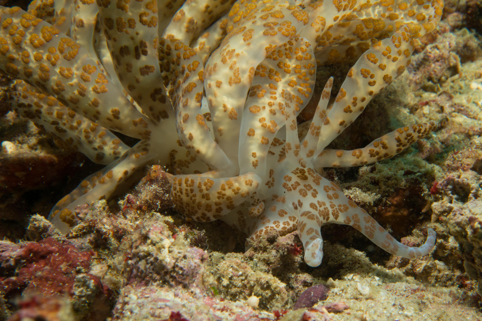 Da kommt was auf mich zu......Phyllodesmium longicirrum......