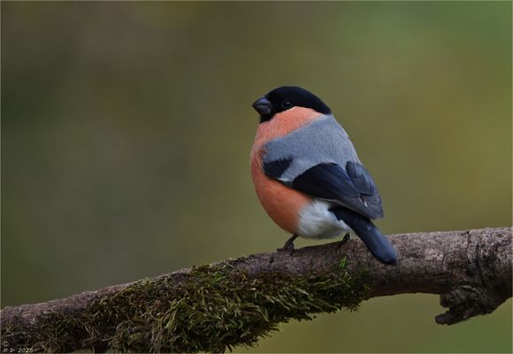 Da konnte ich schlecht 'nein' sagen ...