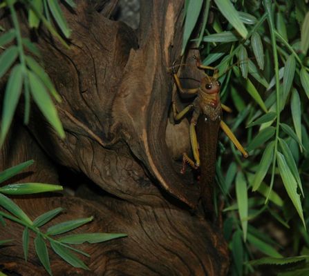 Da krabbelt doch was!