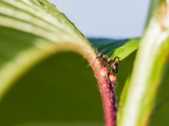 "Da krabbelt was ...." A .... ne Meise