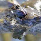 Da kriegt man ja Platzangst...Laichtaucher... Grasfrosch