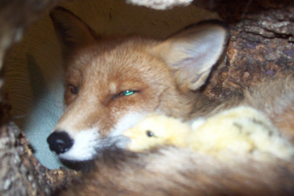 Da lachen ja die Hühner ! ! der zahme Fuchs Lisar und die Hühnerküken