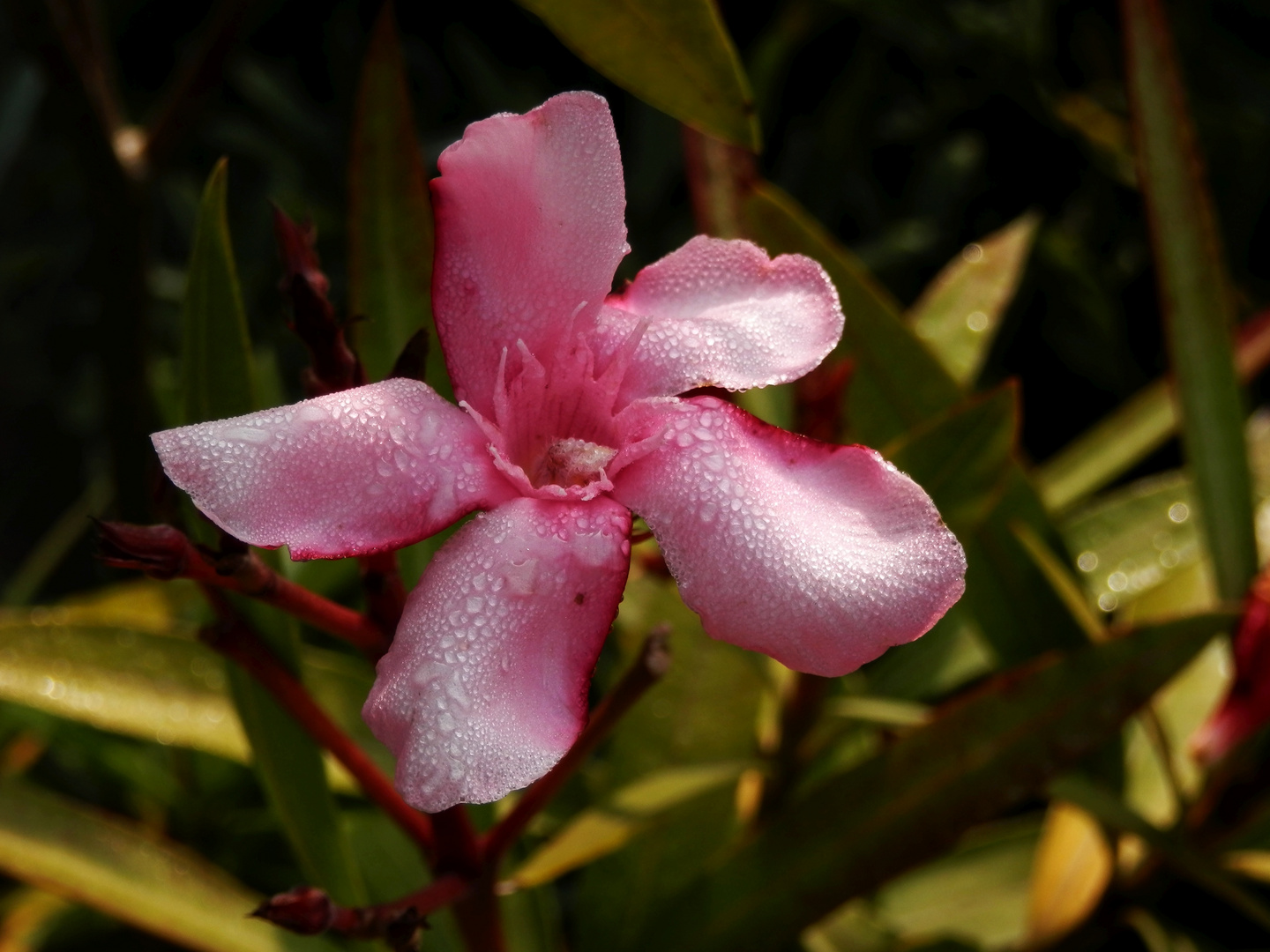 Da lacht das Herz - wenn der Oleander auf der Terrasse endlich blüht !