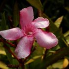 Da lacht das Herz - wenn der Oleander auf der Terrasse endlich blüht !