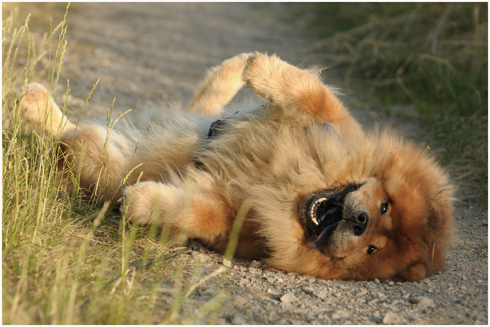 "Da lacht der Hund"