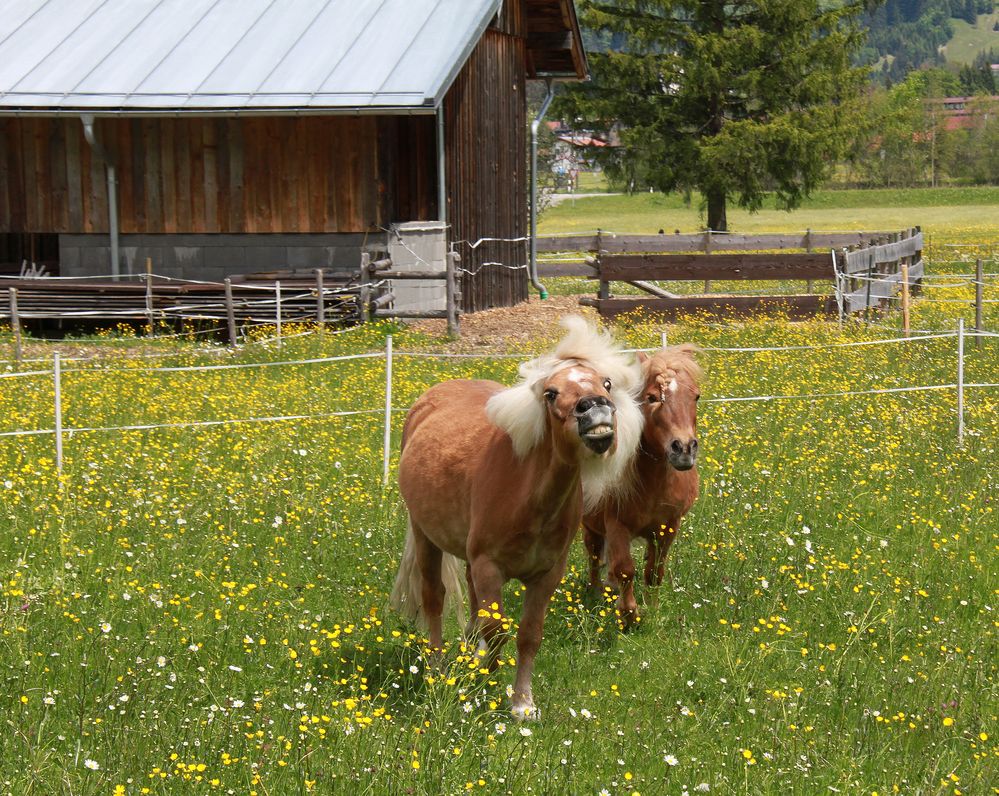 Da lacht sogar das Pony.