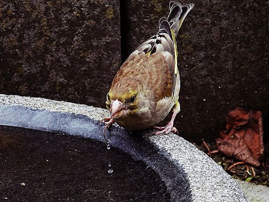 da läuft einem das Wasser aus dem Mund