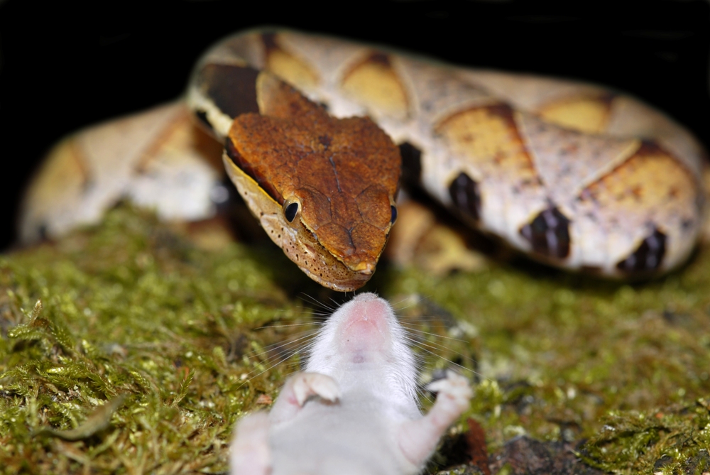 Da läuft einem das Wasser im Mund zusammen! Foto & Bild tiere, haustiere, terraristik Bilder Da läuft einem das Wasser im Mund zusammen! Foto & Bild tiere, haustiere, terraristik Bilder