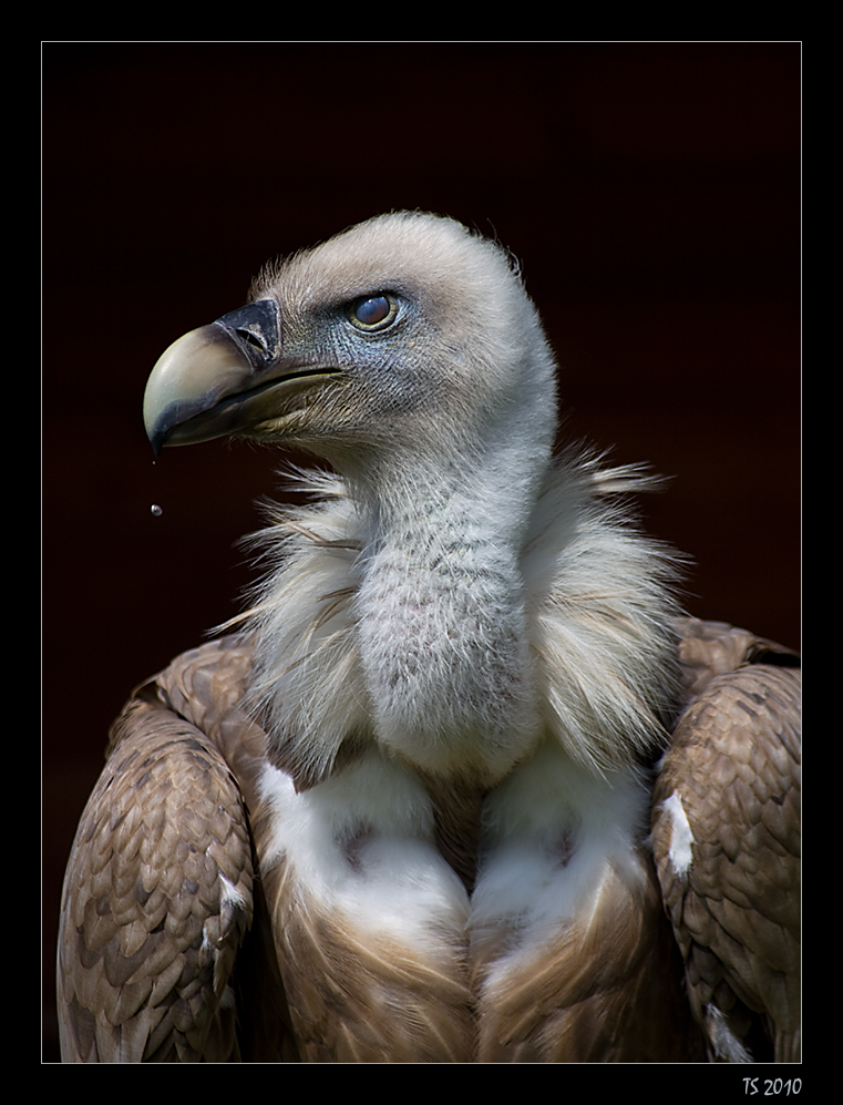 Da läuft einem das Wasser im Mund zusammen Foto & Bild tiere, zoo, wildpark & falknerei, vögel Da läuft einem das Wasser im Mund zusammen Foto & Bild tiere, zoo, wildpark & falknerei, vögel