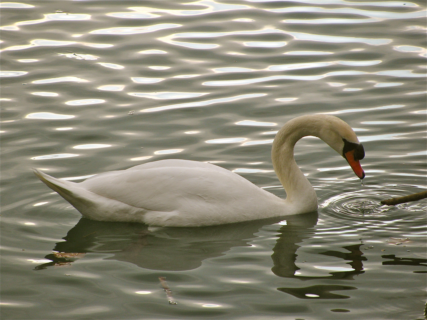 ..Da läuft mir das Wasser im Schnabel zusammen...!!!