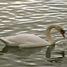 ..Da läuft mir das Wasser im Schnabel zusammen...!!!