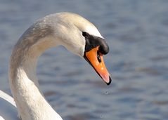 Da läuft mir das Wasser im Schnabel zusammen :-)