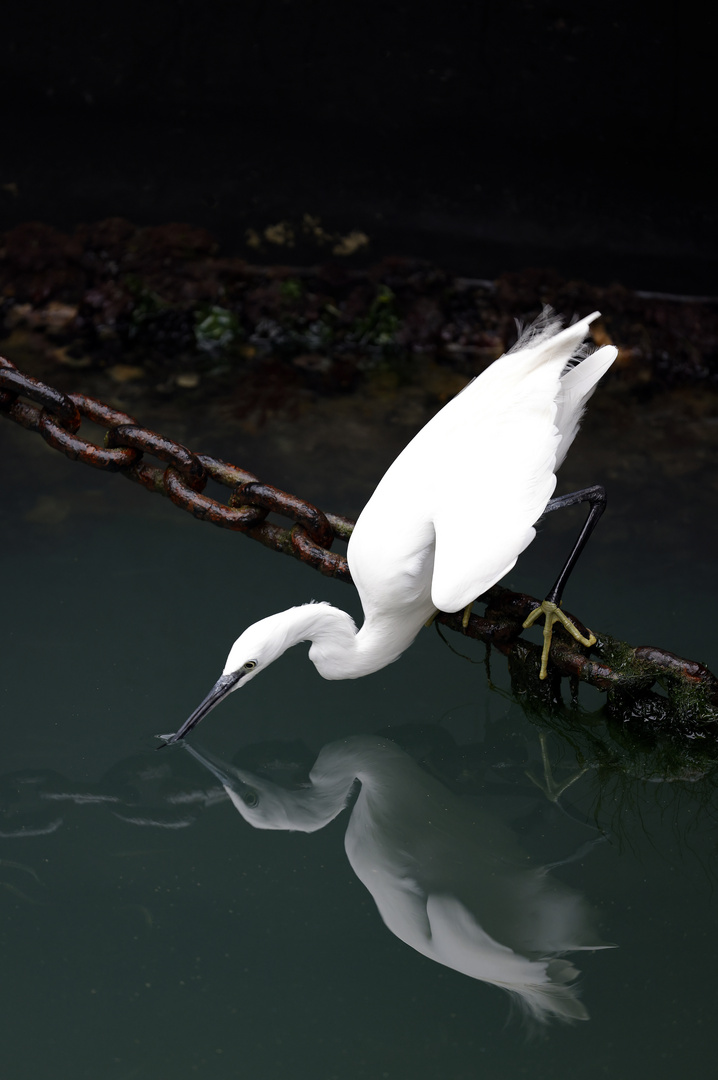 da läuft schon das Wasser im Schnabel zusammen Foto & Bild natur, tiere, vögel Bilder auf