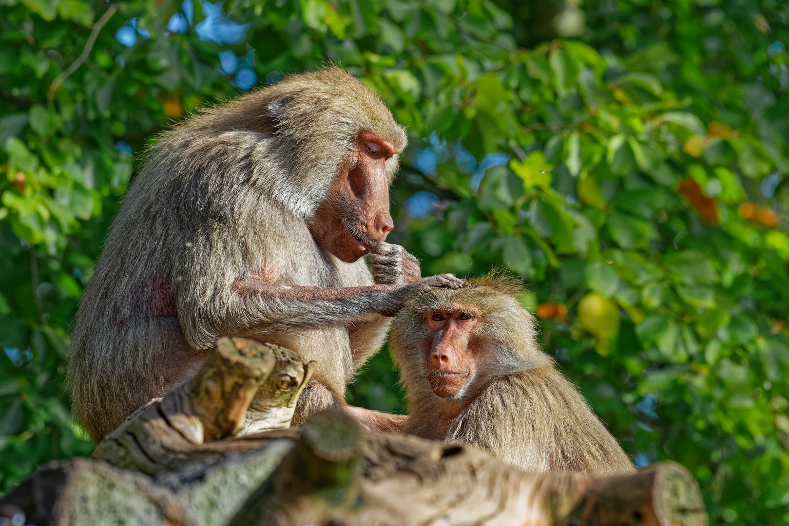 Da laust mich der Affe... Mantelpaviane ZOO Krefeld