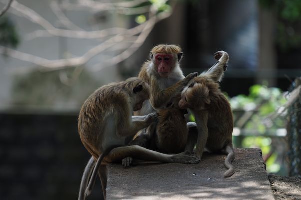 Da laust mich doch der Affe