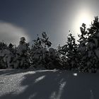 Da leuchten die Sterne im Schnee