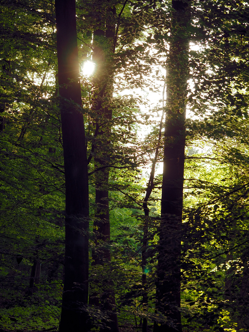 Da leuchtet die Sonne …. 