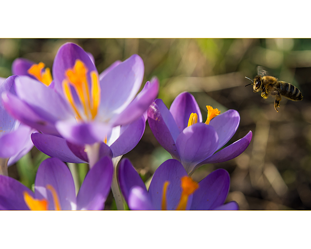 da liebt noch wer den Frühling ....