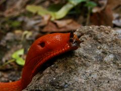 Da lief mir ne Schnecke über den Weg!