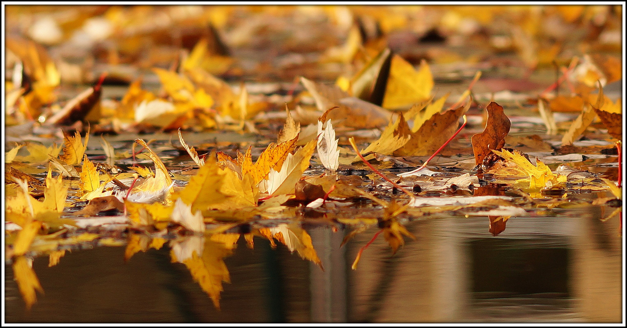 da liegen sie nun   -  im Wasser..   Herbst eben