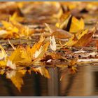 da liegen sie nun   -  im Wasser..   Herbst eben