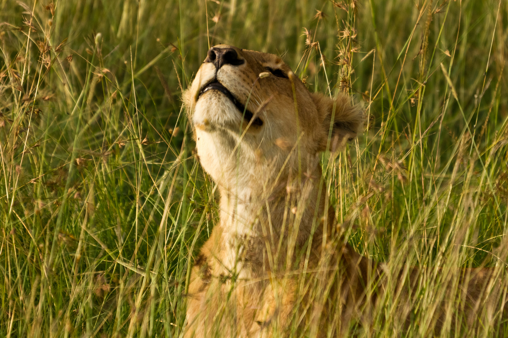 Da liegt was in der Luft ... Löwin in der Masai Mara