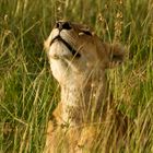 Da liegt was in der Luft ... Löwin in der Masai Mara