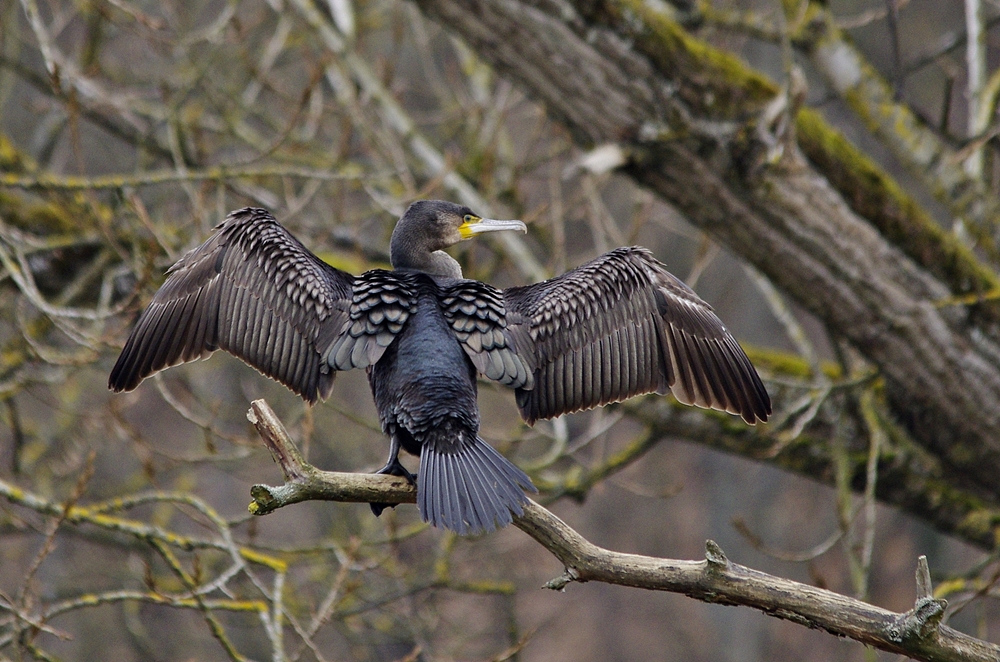 Da macht sich vielleicht einer breit - ein Kormoran