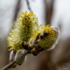 Da müssen die Bienen nochmal ran.