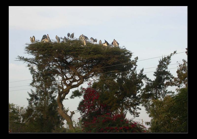 Da muss ein Nest sein