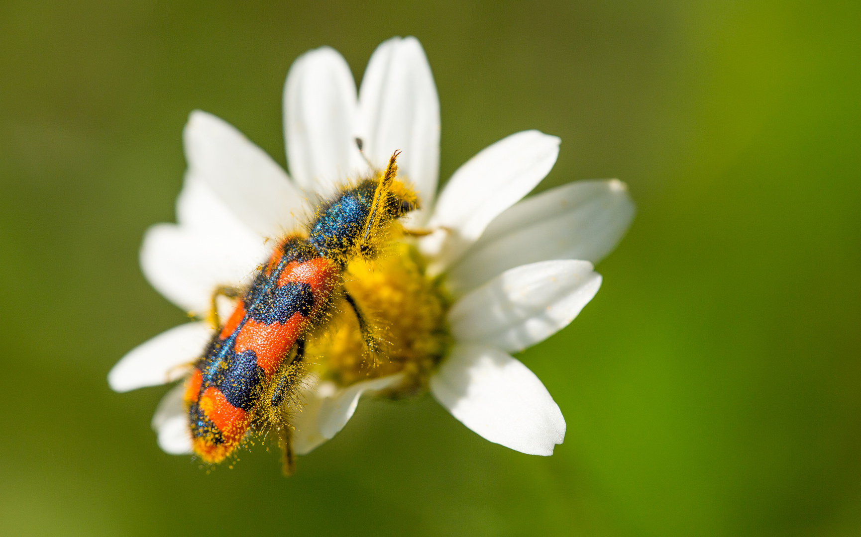 da muss er sich erst einmal putzen - der Zottige Bienenkäfer...